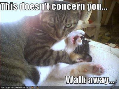 bad-cat-61674956277.jpg